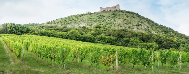 Vineyards panorama with castle Devicky on the Devin Hill.
