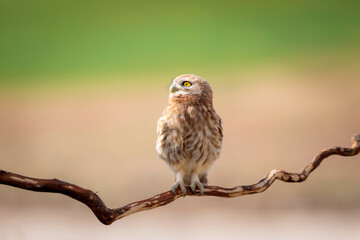 Little owl. Colorful nature background. Athene noctua.  