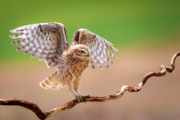 Little owl. Colorful nature background. Athene noctua.  