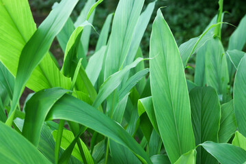 Turmeric, Haldi (Curcuma Longa) plant leaves isolated. Asian herb, India. Herbal Plant, Turmeric, Haldi farming.