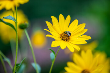 bee on a dandelion