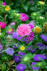 Obraz premium pink and yellow dahlia