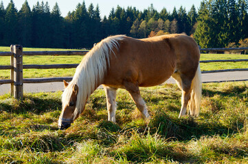 a beautiful blond mare grazing on a warm autmn day in Bavaria