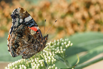 close up of a Red Admiral butterfly (Vanessa atalanta), bumblebee (Bombus) and a house fly (Musca domestica) feeding on a buddleja davidii (white profusion) butterfly bush, Wiltshire UK