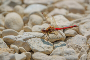 a common darter dragonfly resting in warming sunlight, Wiltshire UK