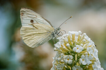 large white butterfly (Pieris brassicae) feeding on a white buddleja davidii (white profusion) butterfly bush, Wiltshire UK