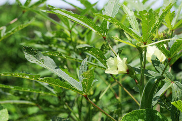 Fresh Lady Fingers, Bhindi, Okra, Abelmoschus, Esculentus, ochro, gumbo vegetable with flowers growing in the farm. Selective focus, India, Mumbai, Maharashtra.