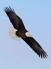 bald eagle in flight  on light blue sky showing full wingspan.