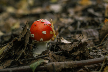 Fly Agaric in grass on a forest. Fly amanita mushrooms closeup in the nature