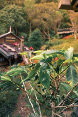 Fototapeta na wymiar coffee plant with green beans with a log cabin and lush forest in the background