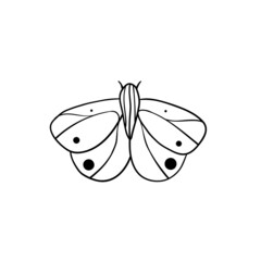 Black and white butterfly on white background. Moth butterflies on white. Monochrome moth illustration
