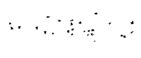 A flock of flying birds. Vector illustration