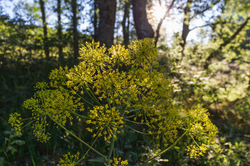 Plant flower, Thapsia villosa backlit sunset