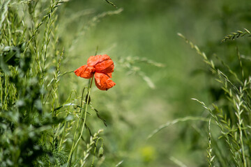 Fototapeta premium A red poppy flower that grows wild in the middle of a green field