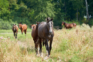 Naklejka na ściany i meble Horses walking in a line through a flowering meadow