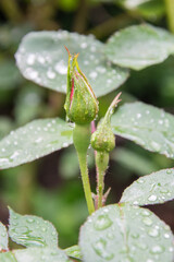 A closed red rose flower just after the rain, on which there are still water droplets in the summer in the garden