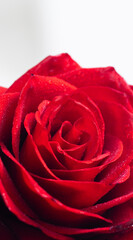 Bouquet of fresh roses, floral background