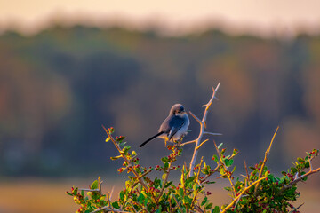 Viuva (Pipraeidea melanonota) Solis, Maldonado