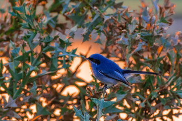 Viuva (Pipraeidea melanonota) Solis, Maldonado