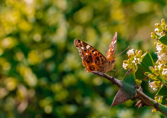 Fototapeta na wymiar Mariposa Monarca en el jardín. Colonia Nicolich, Canelones, Uruguay