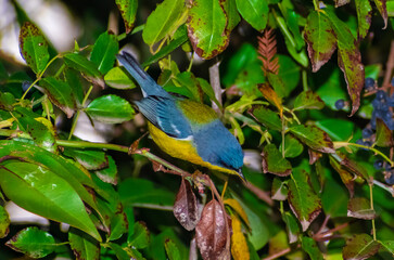 Pitiayumi (Setophaga pitiayumi) Solis, Maldonado