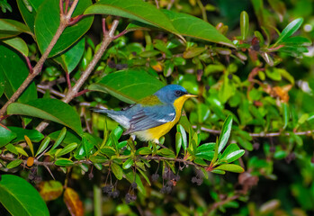 Pitiayumi (Setophaga pitiayumi) Solis, Maldonado