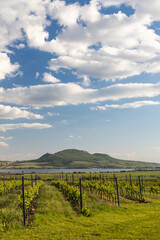 Spring vineyards under Palava near Sonberk, South Moravia, Czech Republic