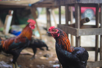 Pelung Chicken or Ayam Pelung (Pelung longcrower) is a poultry breed from Cianjur West Java,...