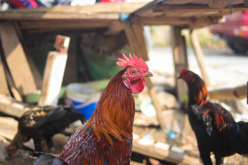 Pelung Chicken or Ayam Pelung (Pelung longcrower) is a poultry breed from Cianjur West Java, Indonesia.