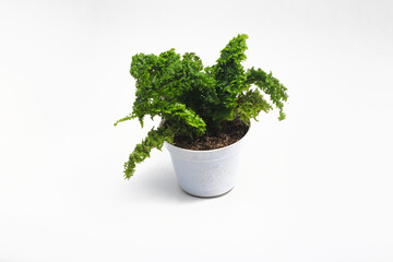 Fern in white pot isolated on white background. Tropical plants stock images.