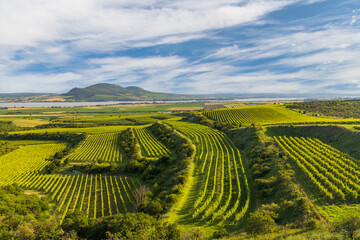 Vineyards near Nove Mlyny reservoir with Palava, Southern Moravia, Czech Republic