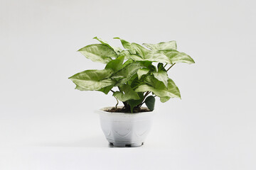 Close-up view of Green caladium bicolor ( Syngonium podophyllum) isolated on white background.