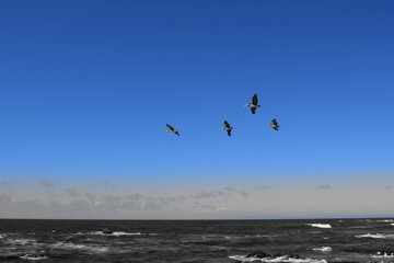 A blue sky meeting a black and white ocean.