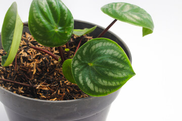 Watermelon peperomia (Peperomia argyreia) with teardrop-shaped green leaves and silver stripes isolated on white background. Tropical houseplant stock images.