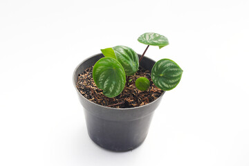 Watermelon peperomia (Peperomia argyreia) with teardrop-shaped green leaves and silver stripes isolated on white background. Tropical houseplant stock images.