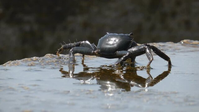 4k detail of sea crab, standing on wet rocky ground