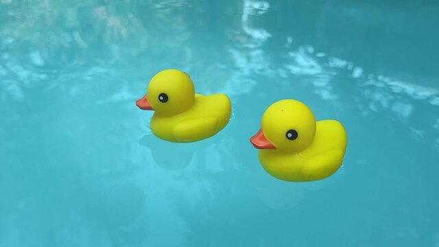 Yellow rubber ducks swimming in a swimming pool