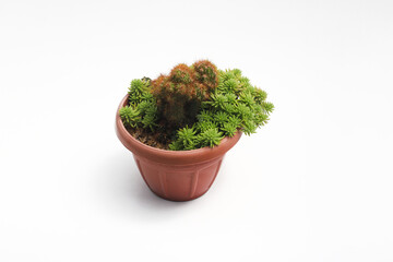 Cute cactus with green portulaca (krokot gantung) on red pot isolated on white background. Minimalist houseplant stock images.