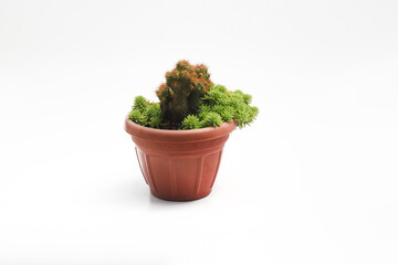 Cute cactus with green portulaca (krokot gantung) on red pot isolated on white background. Minimalist houseplant stock images.