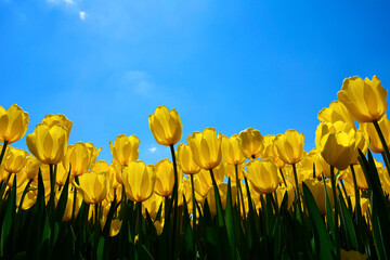 Fototapeta żółte tulipany na tle nieba, yellow tulips, tulipa, odmiana yokohama obraz