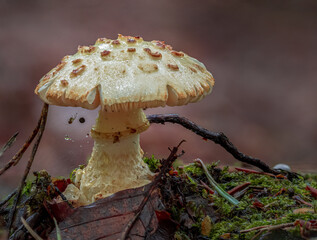 Mushroom in the forrest after the rain, Amanita citrina