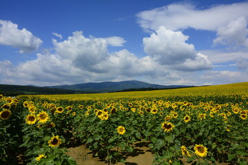 pole słoneczników, sunflowers