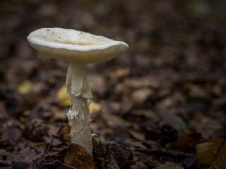 mushroom in the rainy autumn forest, phallus