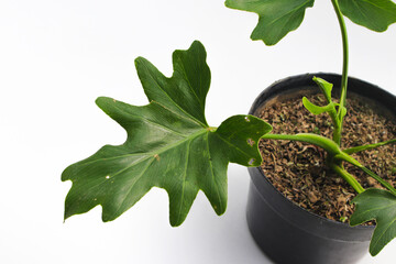 Philodendron selloum on black pot isolated on white background. Close-up view of tropical leaves. houseplant for home decor. © Jamaludinyusup