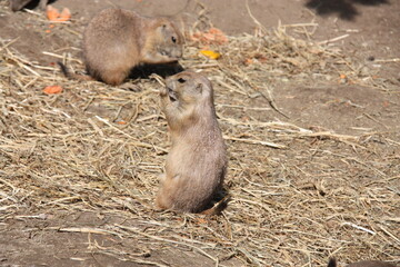 Knabbernde Erdmännchen