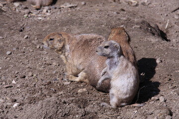 Erdmännchen