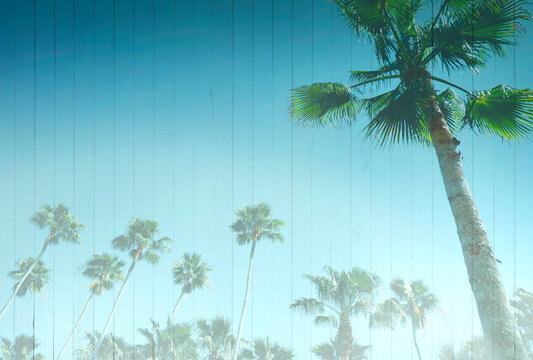 Palm trees tropical sky background double exposure over warm vintage wood texture