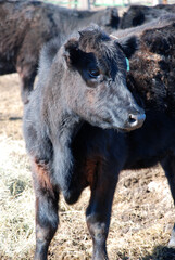 A prime Nebraska at a ranch 