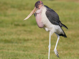 Heron bird walking on grass