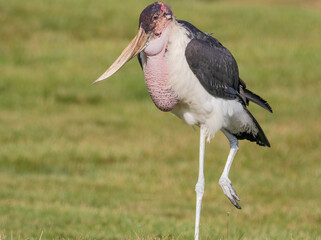 Heron bird walking on grass
